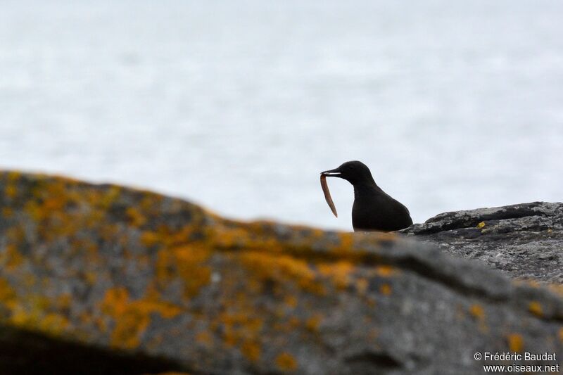 Black Guillemotadult breeding, identification, feeding habits