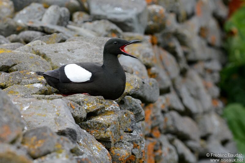 Guillemot à miroiradulte nuptial, identification