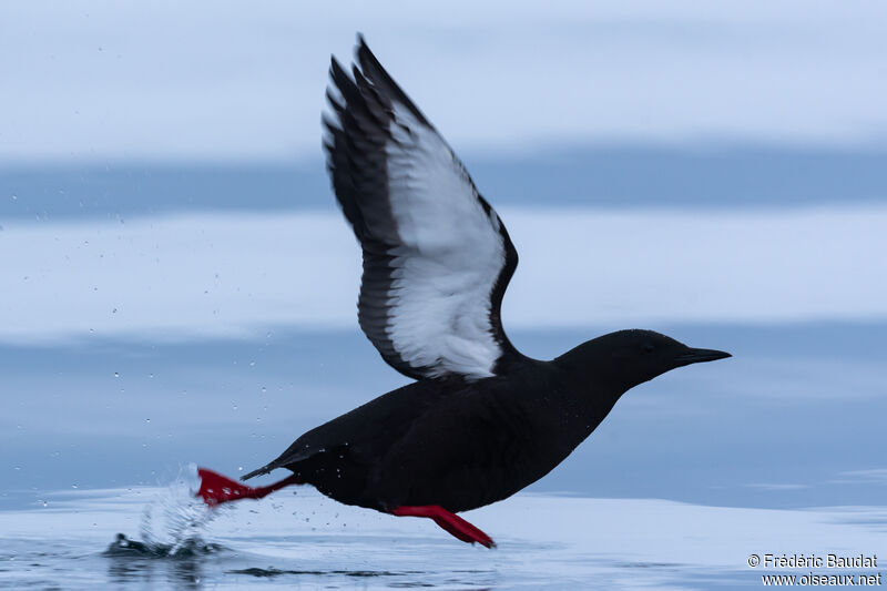 Guillemot à miroiradulte nuptial, Vol