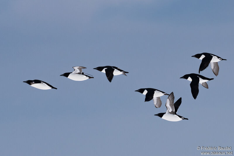 Guillemot de Brünnichadulte nuptial, Vol