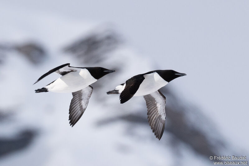 Guillemot de Brünnichadulte nuptial, Vol