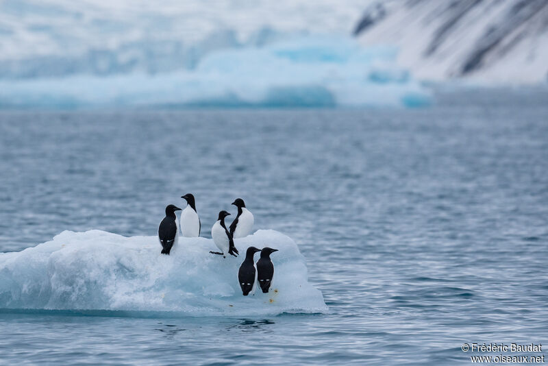 Guillemot de Brünnichadulte nuptial