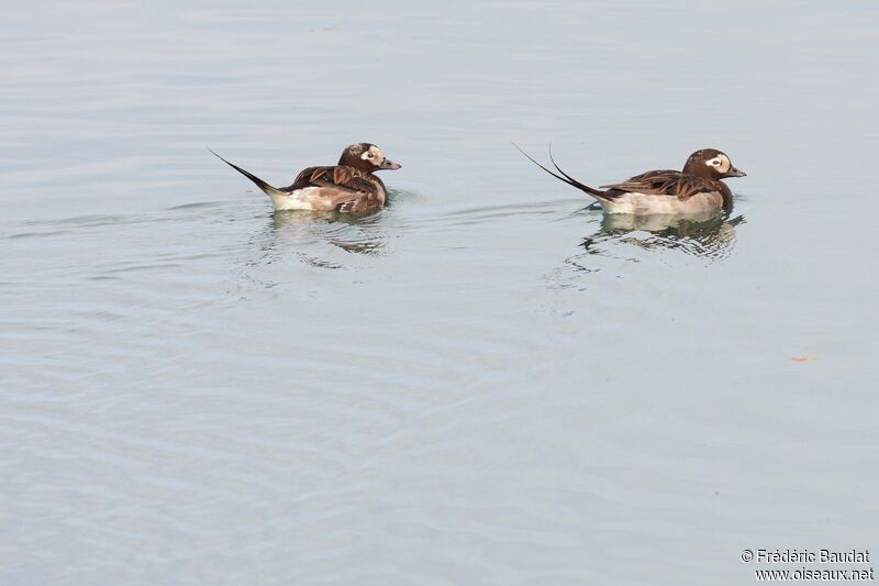 Long-tailed Duck male adult breeding, identification, swimming