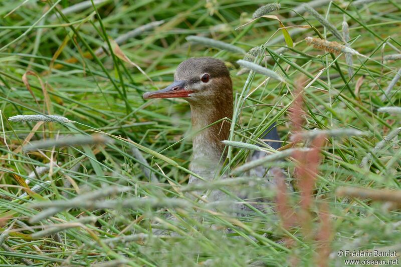 Red-breasted Merganser, close-up portrait