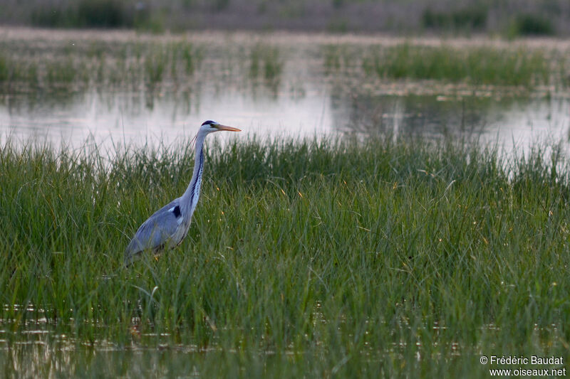 Grey Heronadult breeding