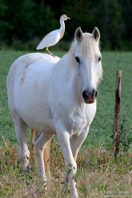 Western Cattle Egretadult breeding