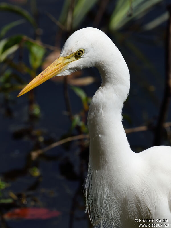 Plumed Egret, close-up portrait