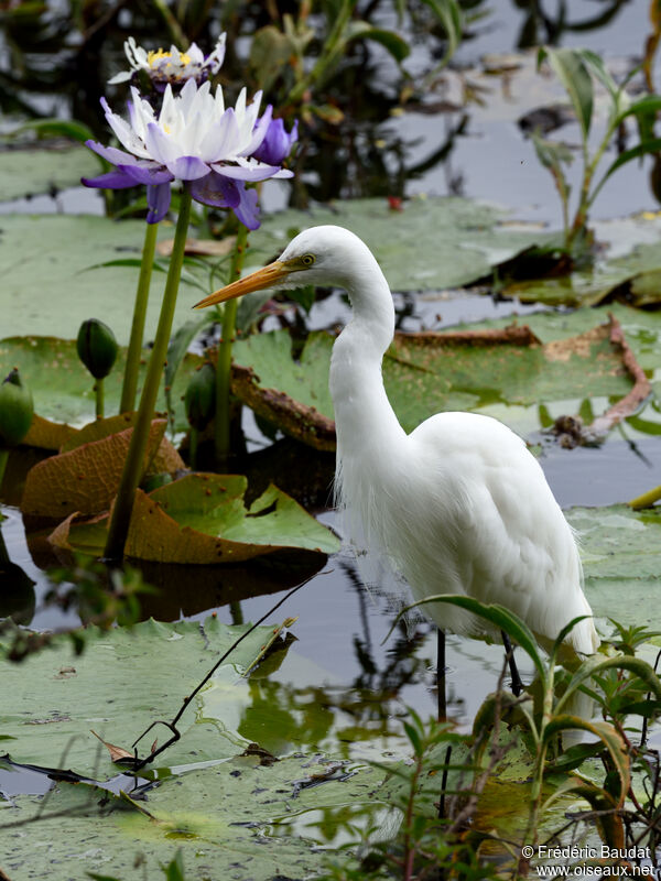 Plumed Egret