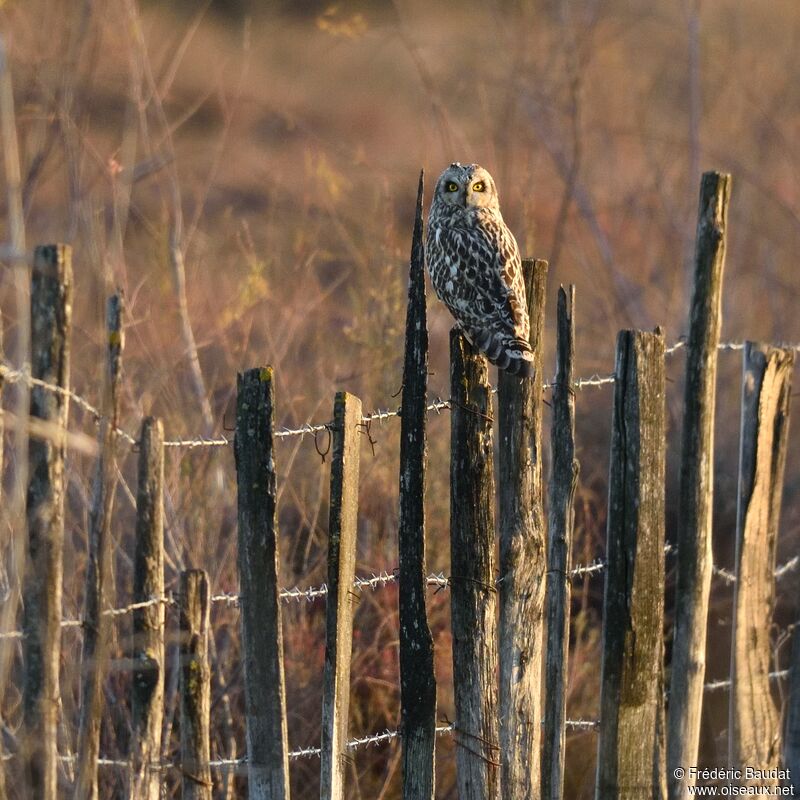 Hibou des marais