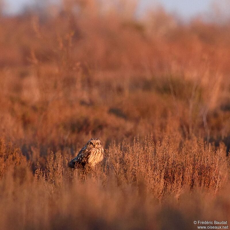 Hibou des marais