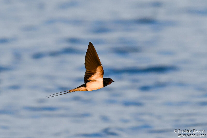 Barn Swallow male adult breeding, Flight