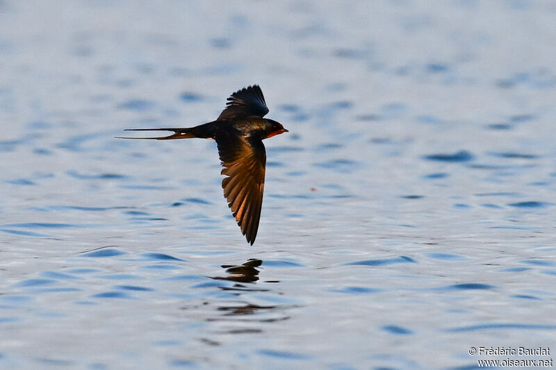 Barn Swallow male adult breeding, Flight