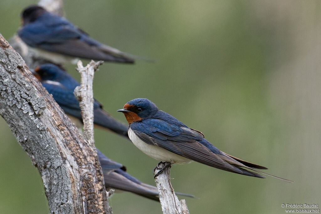 Hirondelle rustique - Hirondelle de cheminée<br /> mâle adulte nuptial