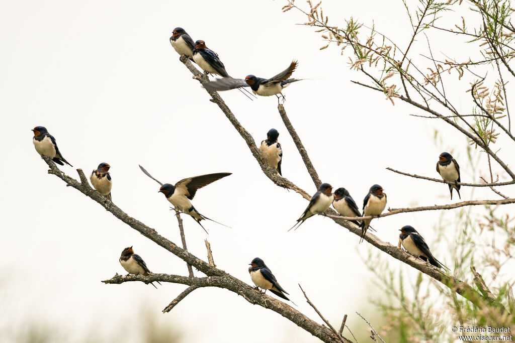 Hirondelle rustique - Hirondelle de cheminée