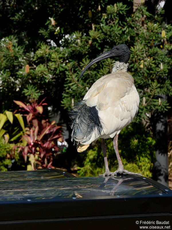 Ibis à cou noiradulte