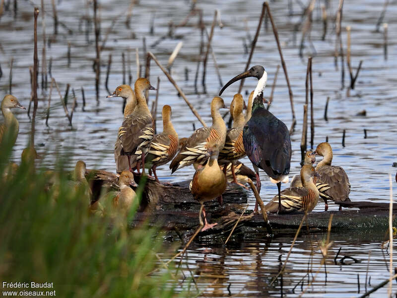 Straw-necked Ibisadult, Behaviour