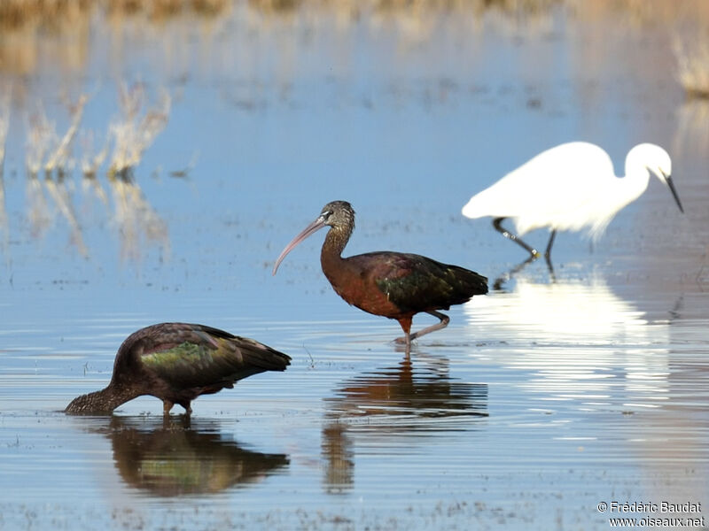 Ibis falcinelleadulte transition, marche