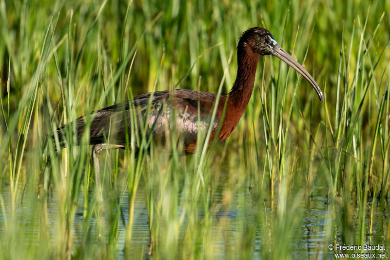 Glossy Ibisadult breeding