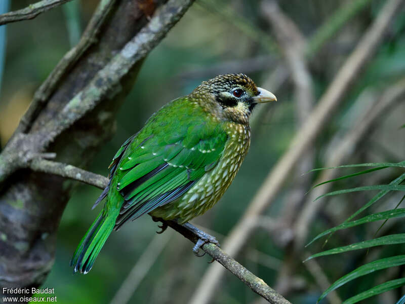 Jardinier de Ramsayadulte, identification