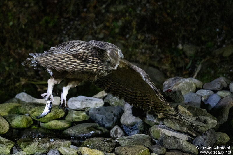 Blakiston's Fish Owl, Flight, fishing/hunting