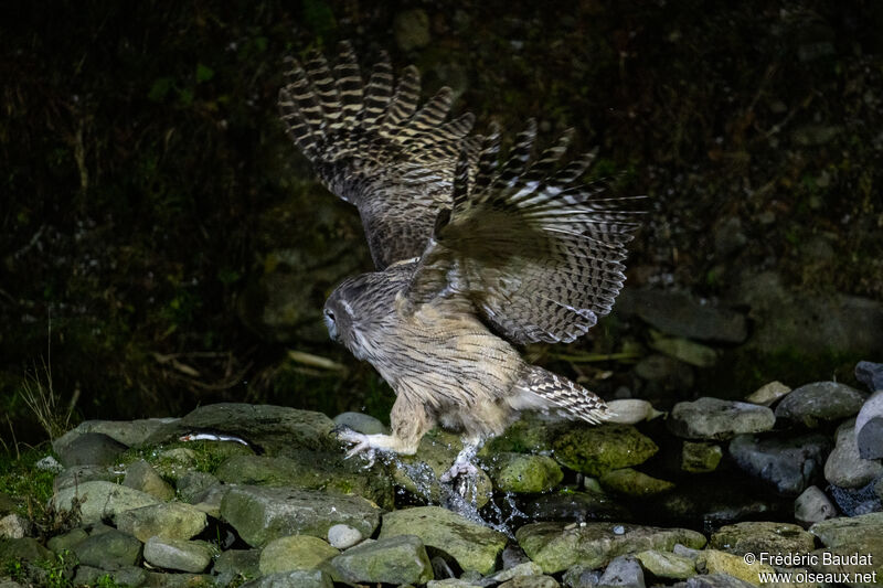 Kétoupa de Blakiston, Vol, pêche/chasse