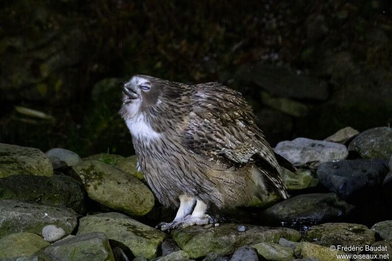 Blakiston's Fish Owl, eats