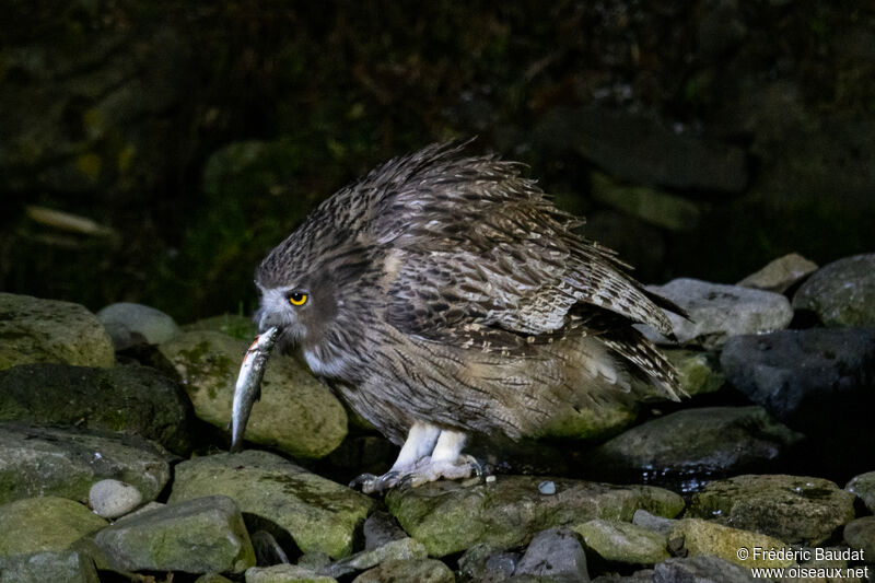 Blakiston's Fish Owl, eats