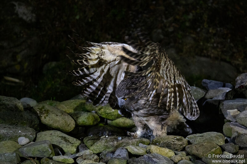 Blakiston's Fish Owl, fishing/hunting