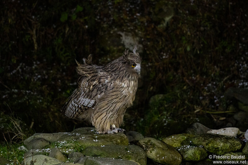 Blakiston's Fish Owl, fishing/hunting