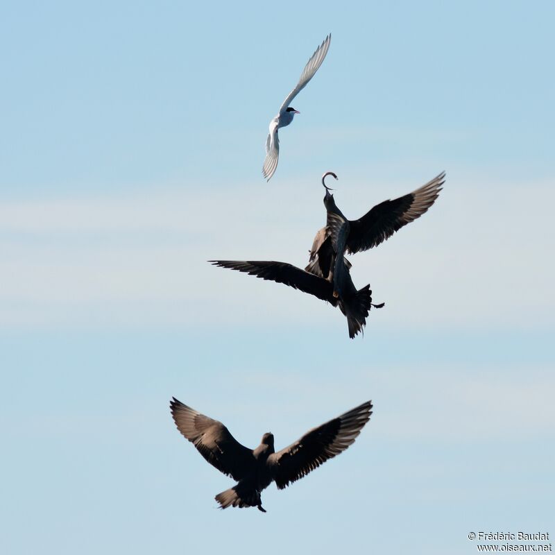 Labbe parasiteadulte nuptial, Vol, pêche/chasse