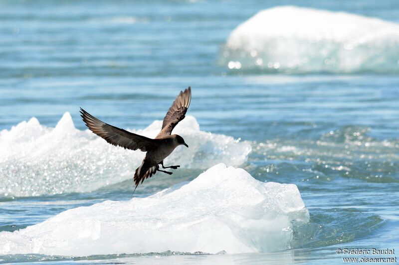 Parasitic Jaegeradult breeding, Flight