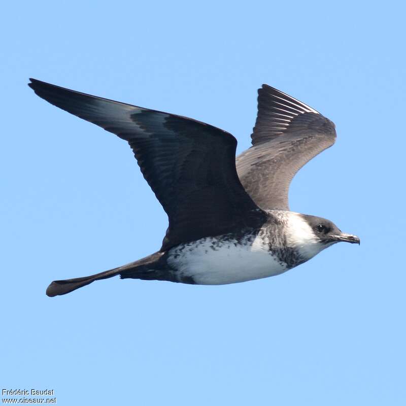 Pomarine Jaegeradult breeding, identification