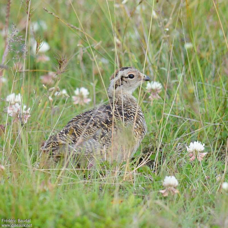 Lagopède alpinjuvénile, identification