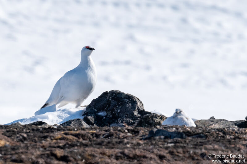 Rock Ptarmiganadult post breeding, camouflage