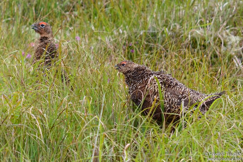 Red Grouseadult breeding, habitat, pigmentation, Behaviour