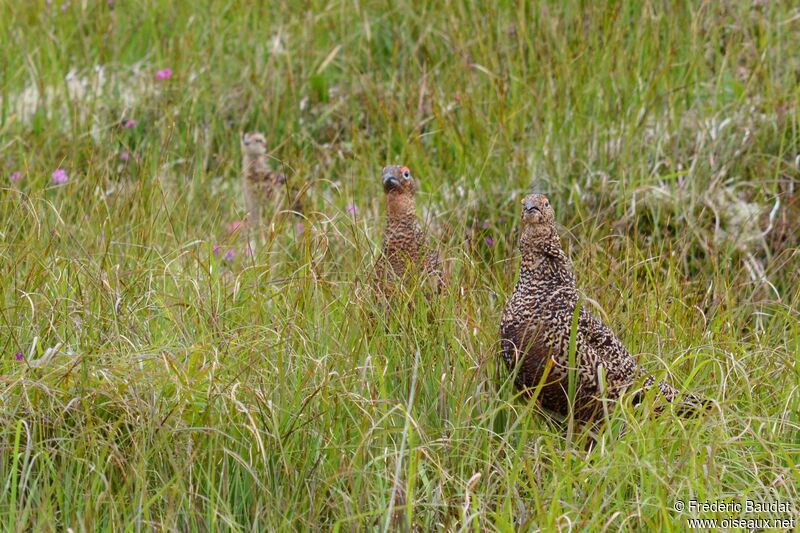 Lagopède des saules, identification, habitat, camouflage