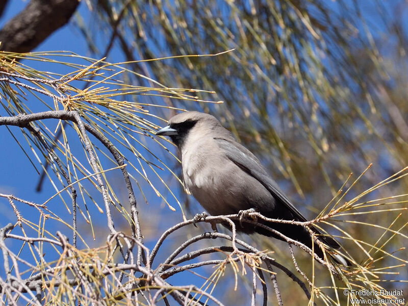 Langrayen gris