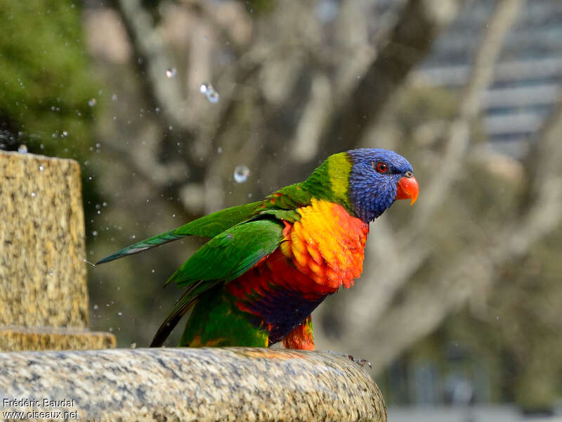 Rainbow Lorikeetadult