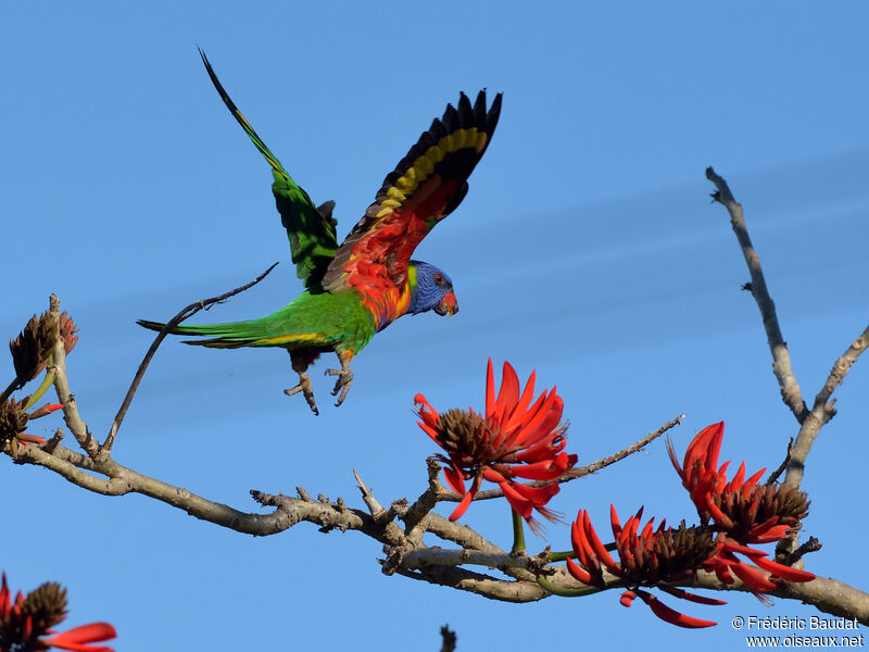 Rainbow Lorikeetadult, Flight