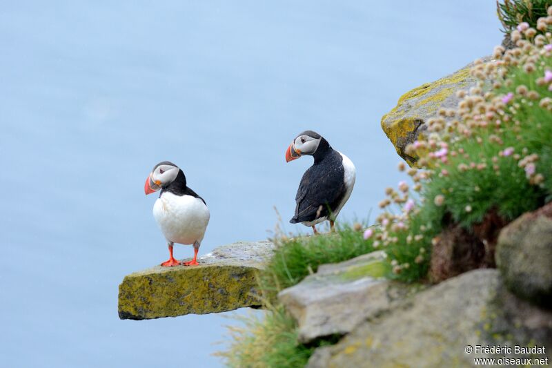 Atlantic Puffinadult breeding