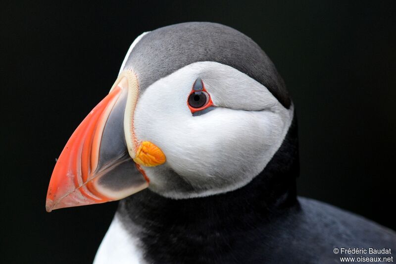 Atlantic Puffinadult breeding, close-up portrait