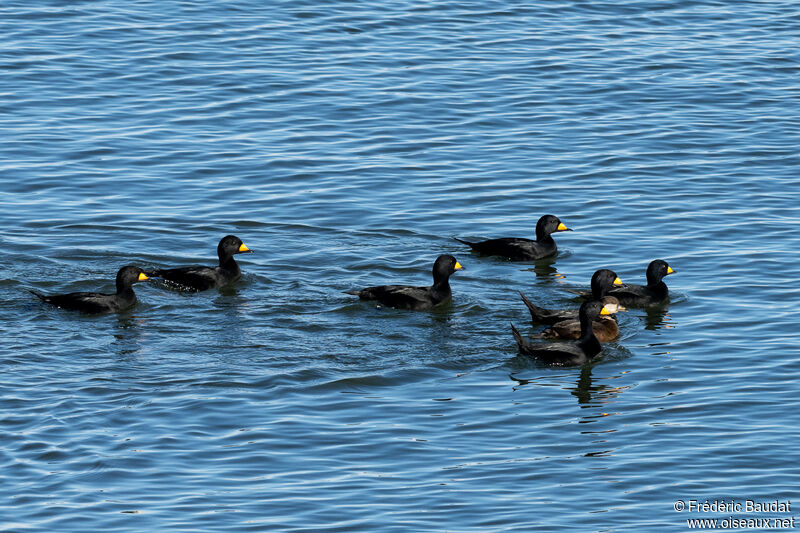 Black Scoteradult breeding, swimming