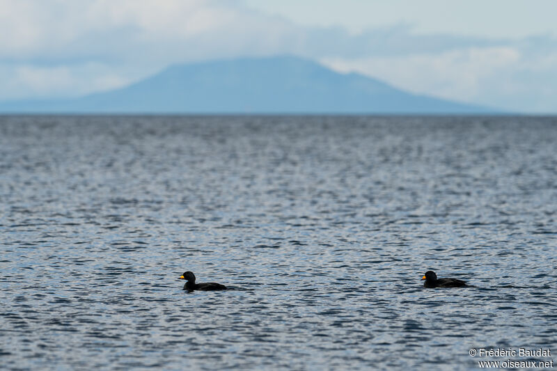 Black Scoter male adult breeding, swimming