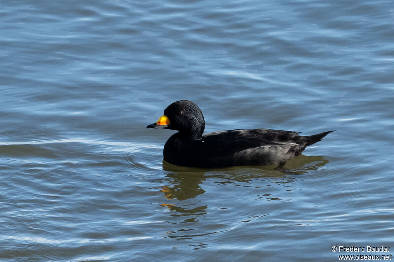 Black Scoter male adult breeding, swimming