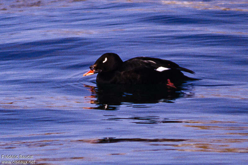 Macreuse de Sibérie mâle adulte nuptial, identification, nage