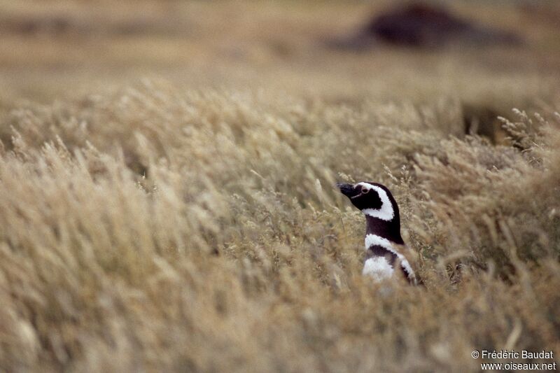 Magellanic Penguinadult, identification