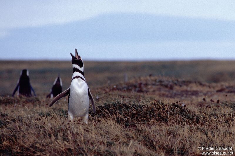 Magellanic Penguinadult, identification, song