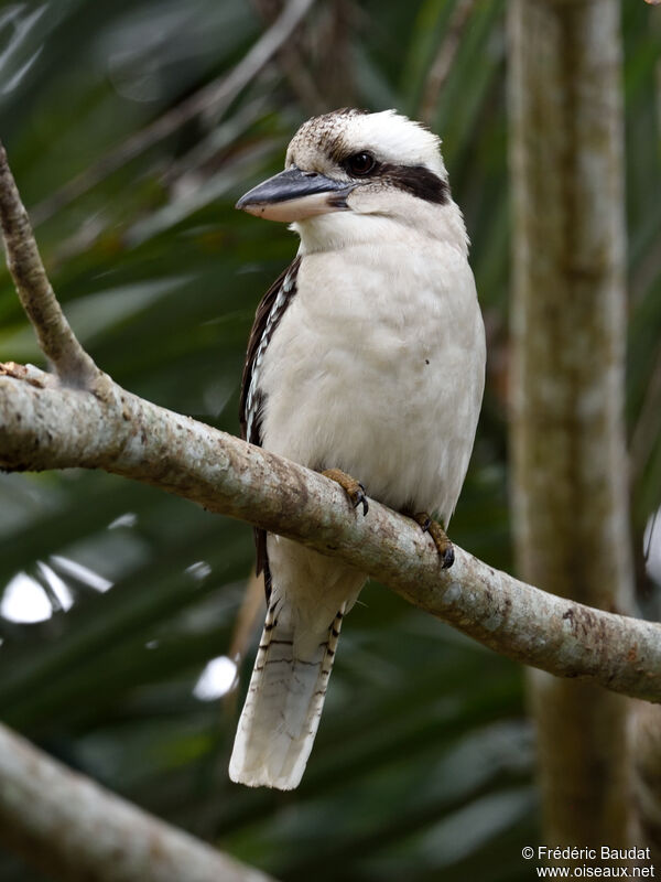 Laughing Kookaburraadult