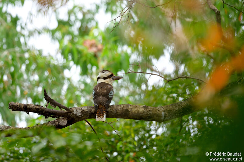 Laughing Kookaburra