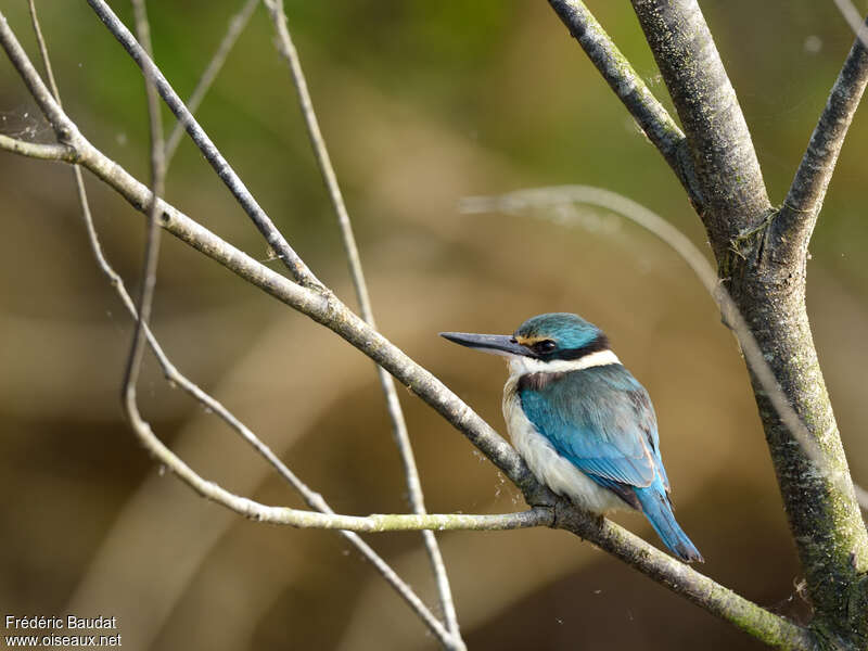 Sacred Kingfisheradult, identification